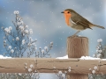 Robin-in-snow