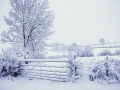 Snowy-Gate