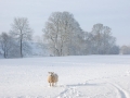 Solitary-Winter-Sheep