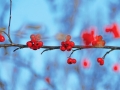 red-holly-berries