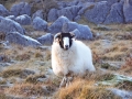 sheep-on-the-fell