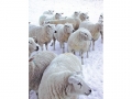 snowy-covered-sheep